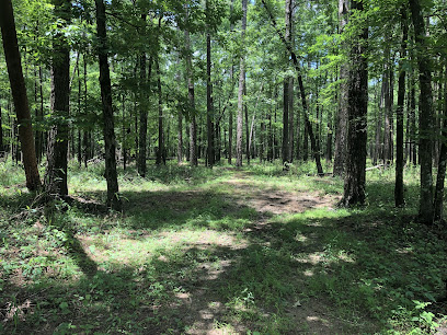 Bienville National Forest