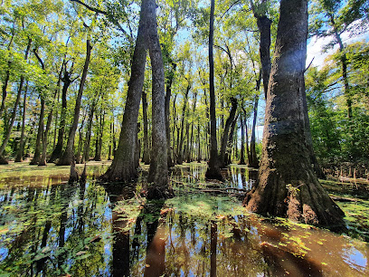 Cypress Swamp