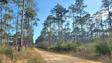 De Soto National Forest