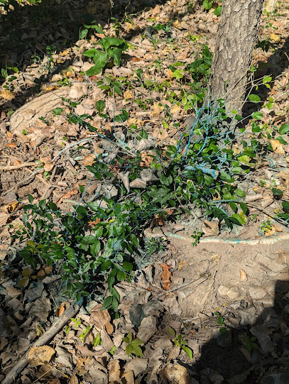 Palos Fen Nature Preserve