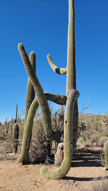 Saguaro National Park