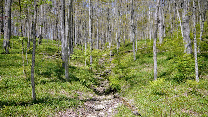 Wild Hyacinth Trail