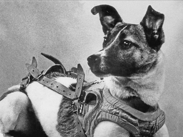 Laika, the space dog