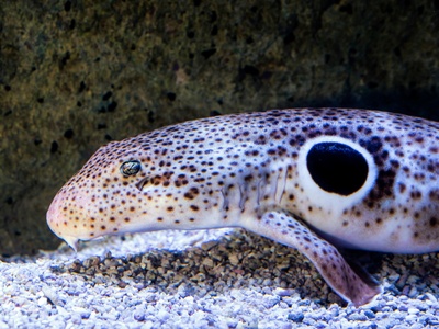 Bobtail Squid