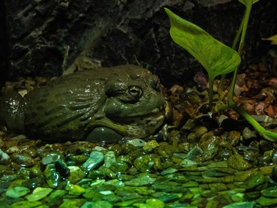 Bullfrogs