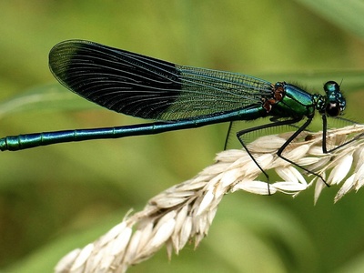 Dragonfly