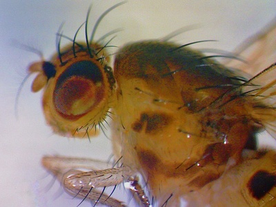 Fruit Flies