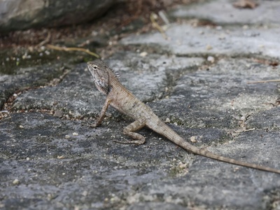 Geckos