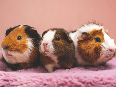 Guinea Pigs