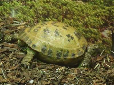 Horsfield's Tortoises