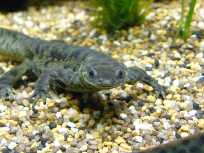 Iberian Ribbed Newts