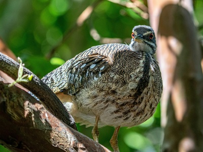 Japanese Quail