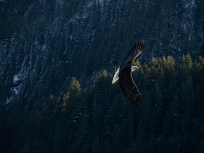 L'Aigle