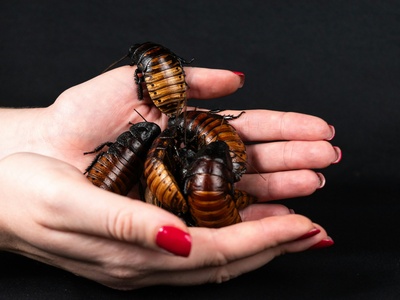 Madagascar Hissing Cockroach