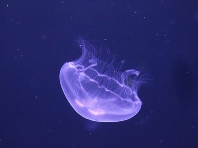 Moon Jellyfish