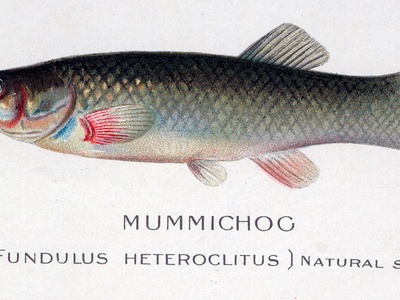 Mummichog Fish