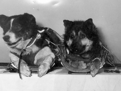 Veterok and Ugolyok