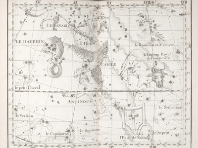 Vulpecula