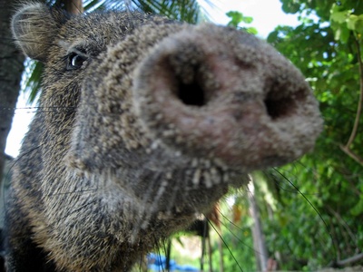 Peccary