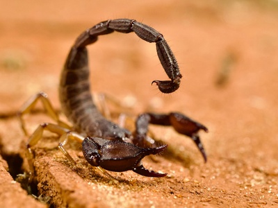 Scorpion