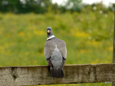 Columba