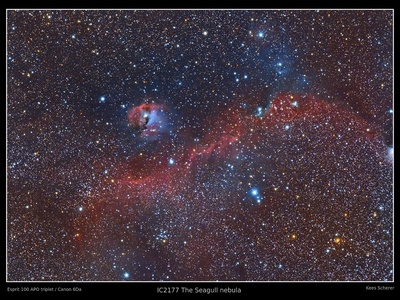 Seagull Nebula