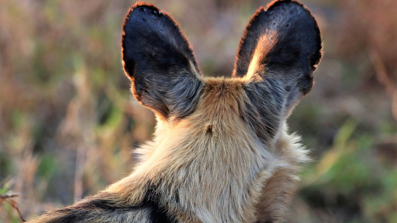 Historic radio telescope and the famous Wow! signal printout