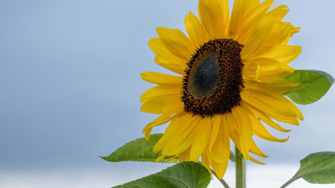 Close-up of the Sun with an inset showing Earth to scale, illustrating the Sun’s vastly larger diameter and mass compared to Earth.